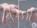 Розовые  фениксы : в Одесскую область из Черного моря прилетели редкие птицы.