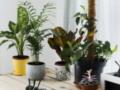 Домашнее удобрение, которое защищает и восстанавливает комнатные растения за несколько дней: из чего сделать