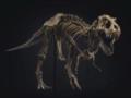 Самый большой в своей эре: в Северной Америке нашли гигантского тираннозавра