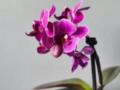 Что надо орхидеям в апреле: ключевые правила ухода