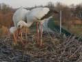Уже не Одарка и Грицик: в селе на Полтавщине образовалась новая аистовая пара.