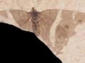 В Франции нашли окаменелость с самой древней бабочкой-императором