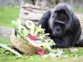 Самая старая горилла мира отметила 69 лет в Берлинском зоопарке