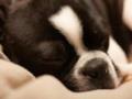 Сколько нужно спать собаке: это совсем не норма человека