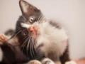 Почему коты и собаки трясут головой: ученые нашли объяснение