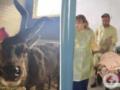  Пошли на риск ради спасения жизни : знаменитому оленю Борису удалили рог.