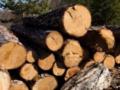 Спрос на дрова в Украине достиг рекордного уровня