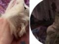 Душила котов, выкалывала глаза и снимала все на видео: в Павлограде разгорелся скандал из-за школьницы-живодерки