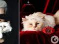Кошка Карла Лагерфельда, на которую модельер переписал свое наследство, не получила ни копейки: почему дело передали в суд