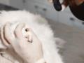 Владельцев кошек предупредили о  красных флажках : животное может умереть в течение 48 часов