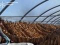 В Тернопольской области раскрыли подпольное производство табака