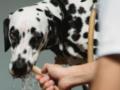 Никогда не позволяйте собаке пить воду оттуда летом: предупреждение для владельцев