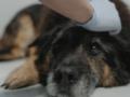 Нужно срочно обратиться к ветеринару: названо самое опасное состояние у собаки