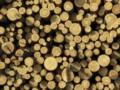 Правительство рассмотрит вопрос о продлении моратория на экспорт леса-кругляка