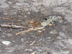 Terrorists used mortars in the coastal and Lugansk directions