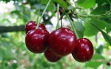 Продукти для розради