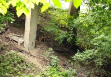 Собаки загризли двох кенгуру в Калінінградському зоопарку