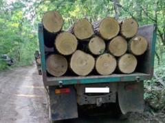 Под Харьковом задержаны две машины с 11 кубами дуба