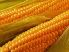 Украина экспортировала 20 миллионов тонн кукурузы