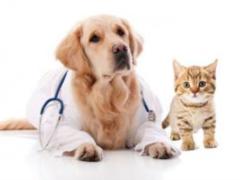 What should be a good veterinary clinic?