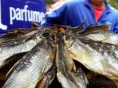 На Харьковщине изъято 300 килограммов рыбы