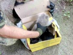 Вместо взрывчатки в подозрительной коробке оказались котята