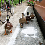  Mamishnoe krya-krya : the network was touched by the salvation of ducks on the road in Kiev