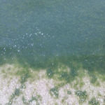 What a swamp! The network showed depressing photos of the Azov Sea