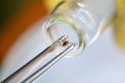 More than 300 thousand Russians have suffered from tick bites since the beginning of the year