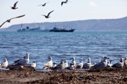 Японська бізнес-місія вперше прибула на Курили
