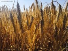 Збиральна кампанія на півдні Одеської області почалася з сильним запізненням