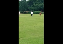 The bull broke into the cricket pitch in Britain during the match