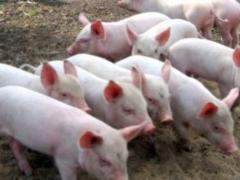 В Україні через АЧС збитки свинарства склали 200 мільйонів гривень