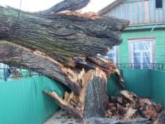 In Zhitomir region a tree fell on the house