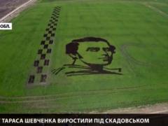 Гігантський портрет Тараса Шевченка на рисовому полі виростили вчені на Херсонщині