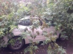 У Києві дерево впало на авто, постраждала 12-річна дівчинка