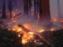 На Херсонщині лісова пожежа гасять авіацією