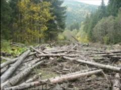 В Украине в 2017 году незаконно срубили леса на 85 миллионов гривен