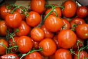 Greenhouse farm UMMC shot a video about tomatoes