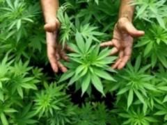 Uruguay was the first in the world to legalize marijuana
