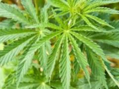 В Польше легализовали продажу медицинской марихуаны