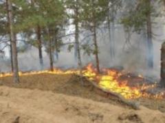 У Херсонській області ліквідовано пожежу в Костогризівського лісництві