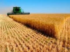 В Україні зібрано майже 20 млн тонн ранніх зернових, - МінАП