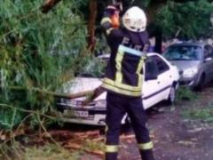 На Оболоні дерево звалилося на три авто