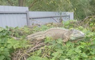 A large iguana was caught near Kiev