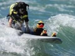 The championship on surfing among dogs was held in the USA