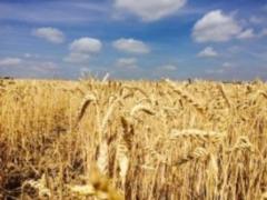 В Украине намолотили 24 миллиона тонн пшеницы