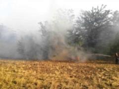 В Запорожской области горит пять гектаров леса