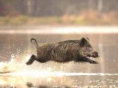 In the Transcarpathian region killed wild boars because of ASF