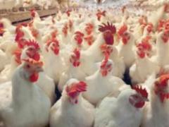 Jordan lifted the ban on the import of Ukrainian chicken